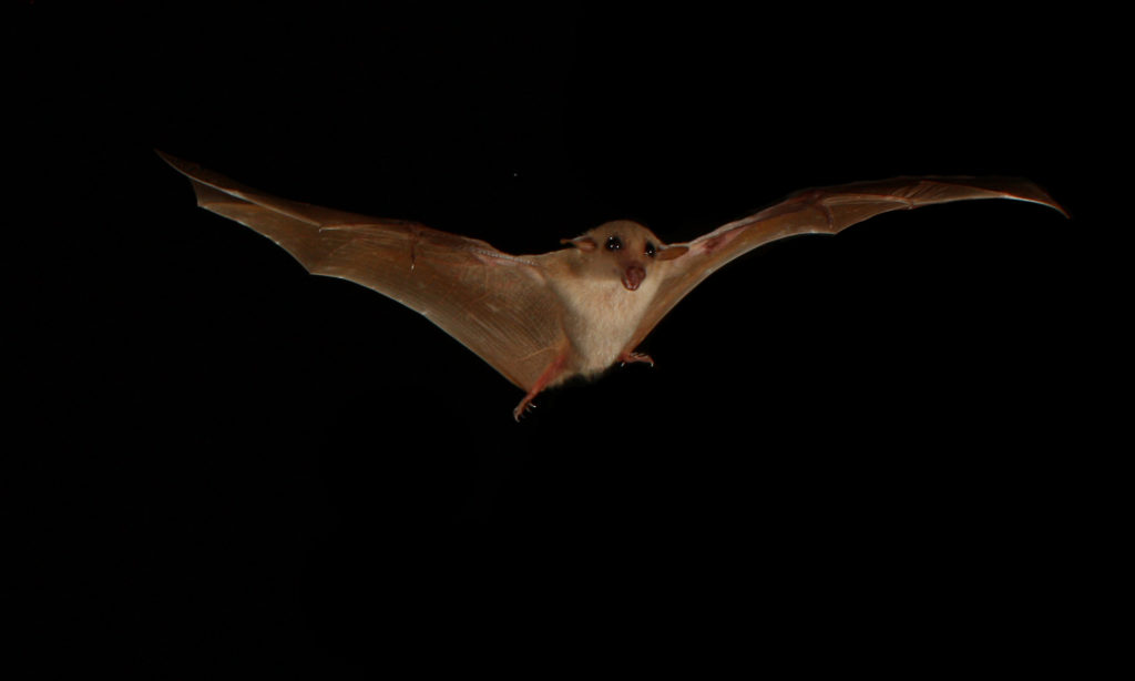 Common blossom bat All About Bats