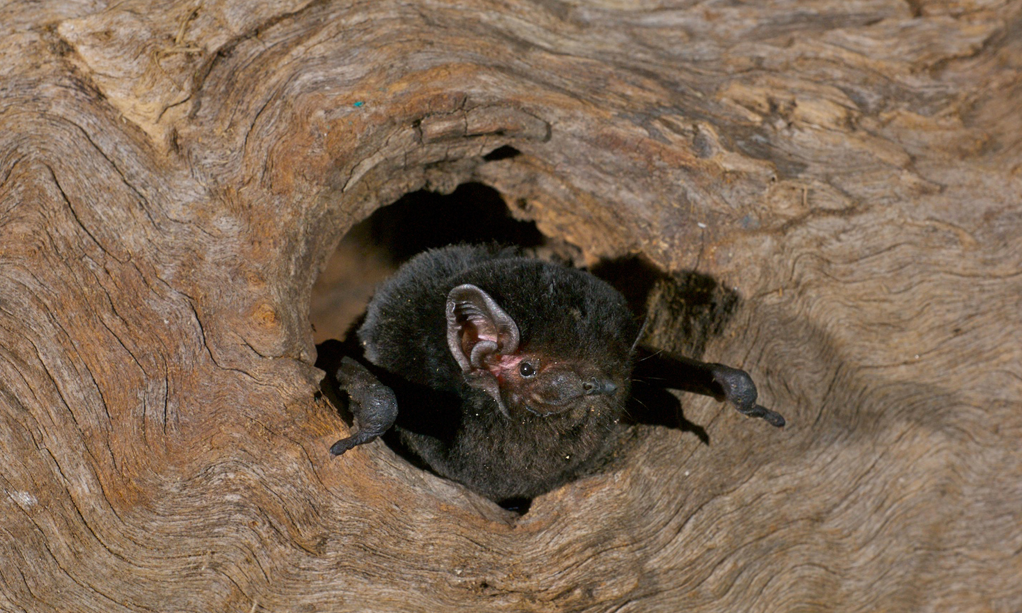 Bats In Their Habitat At Jeanne Phillips Blog