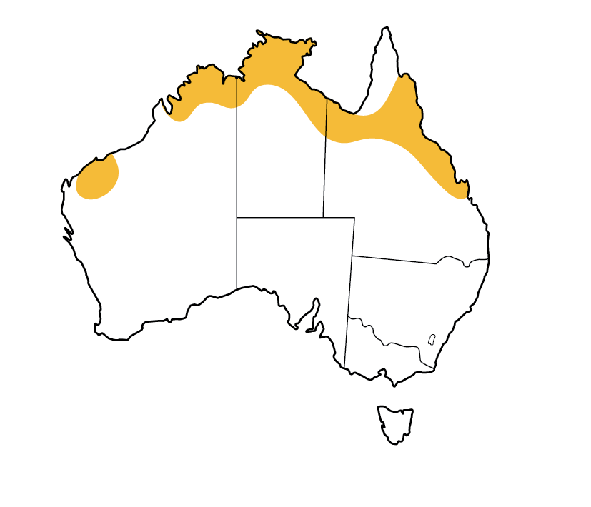 Ghost bat All About Bats