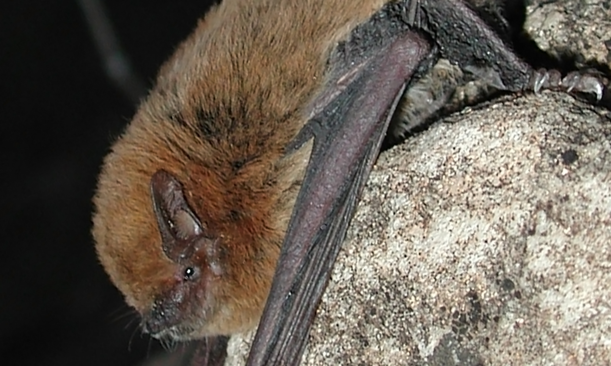Finlayson's cave bat - All About Bats