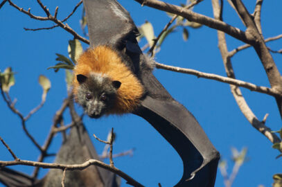 Grey-headed flying-fox - Nick Edards