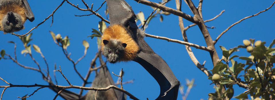 Grey-headed flying-fox - Nick Edards