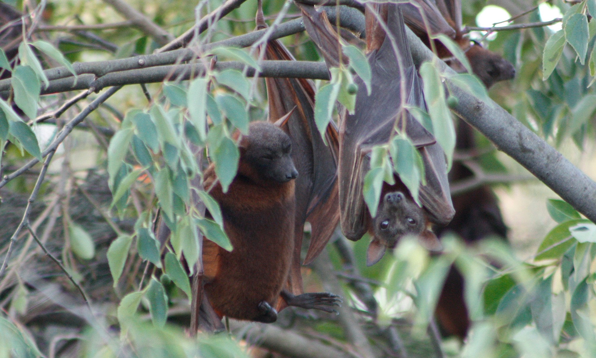 Little red flying-fox defecating © Kelly Coleman