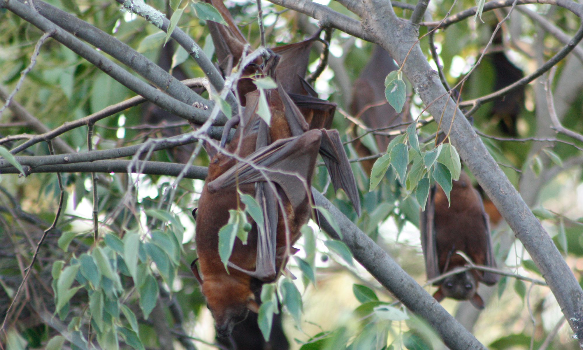 Little-red flying-foxes mating © Kelly Coleman