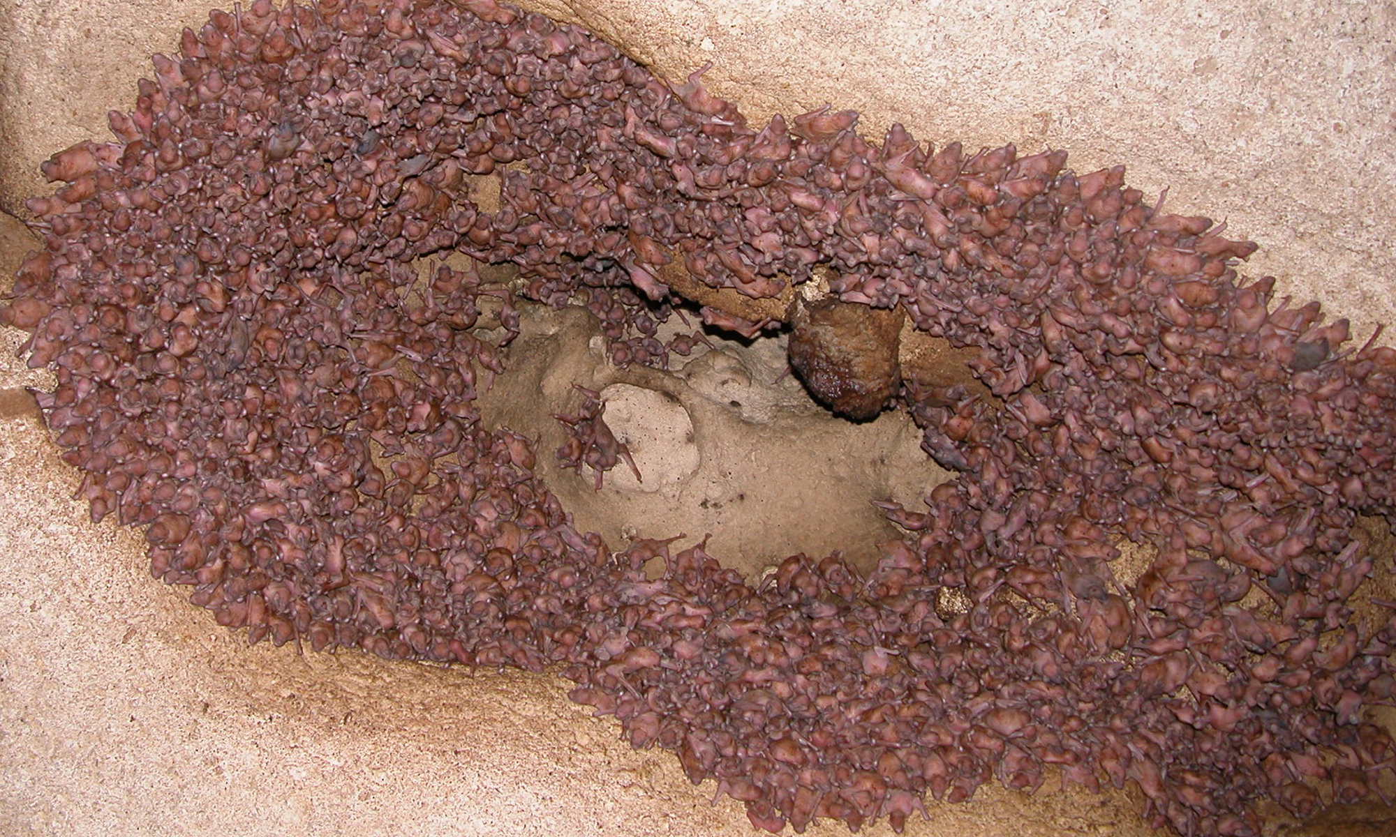 Common Bent-wing pups in a maternity cave site © Les Hall