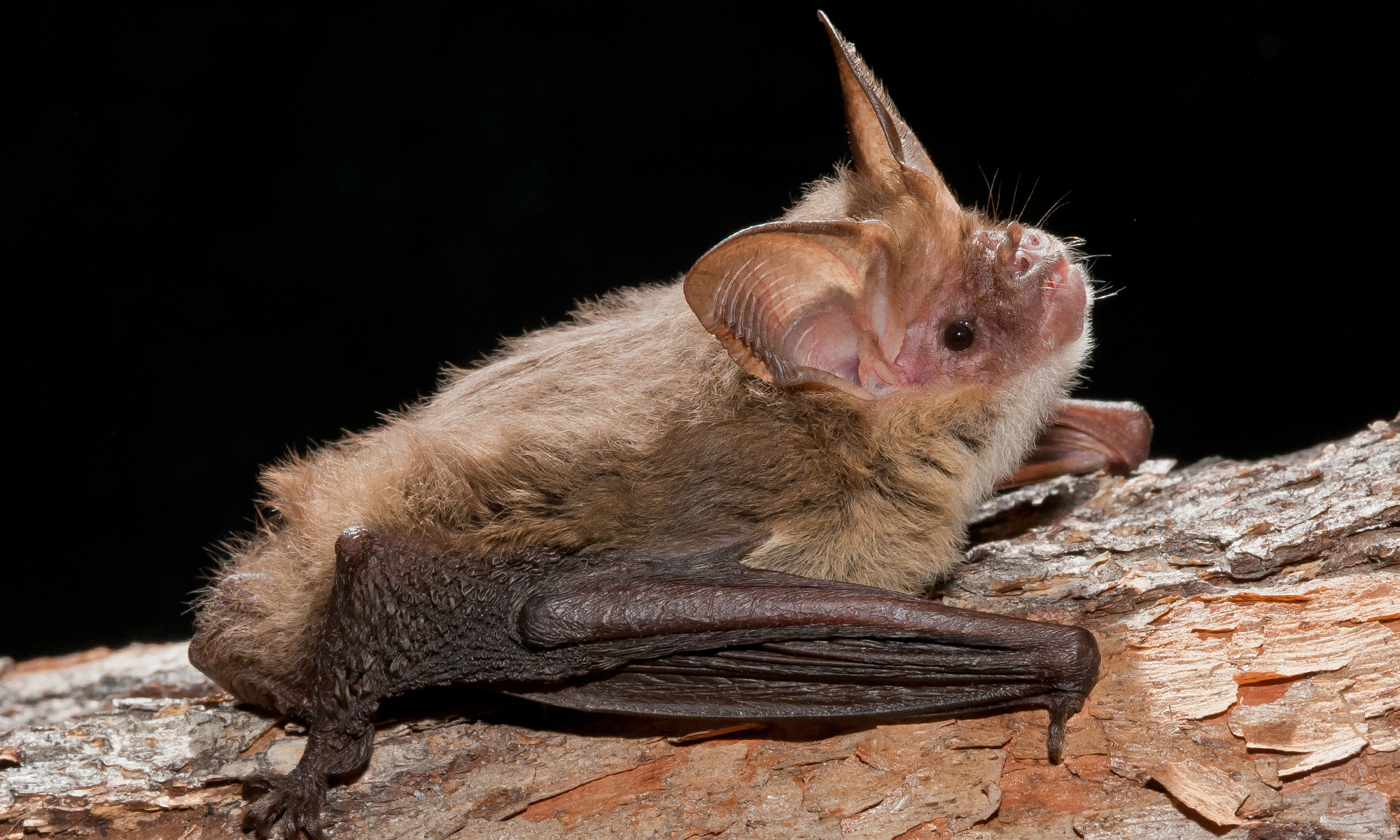 Micro-bats of the Burnett Mary