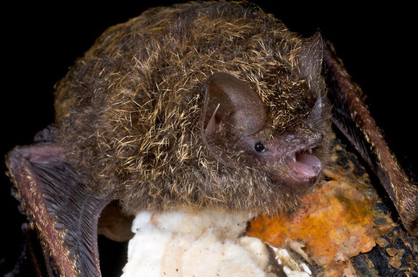 Evening Bats All About Bats