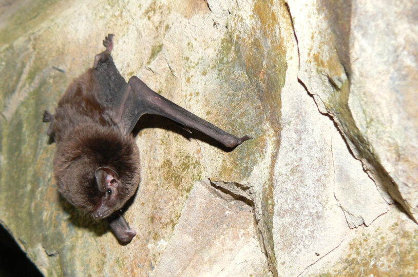 Microbats All About Bats