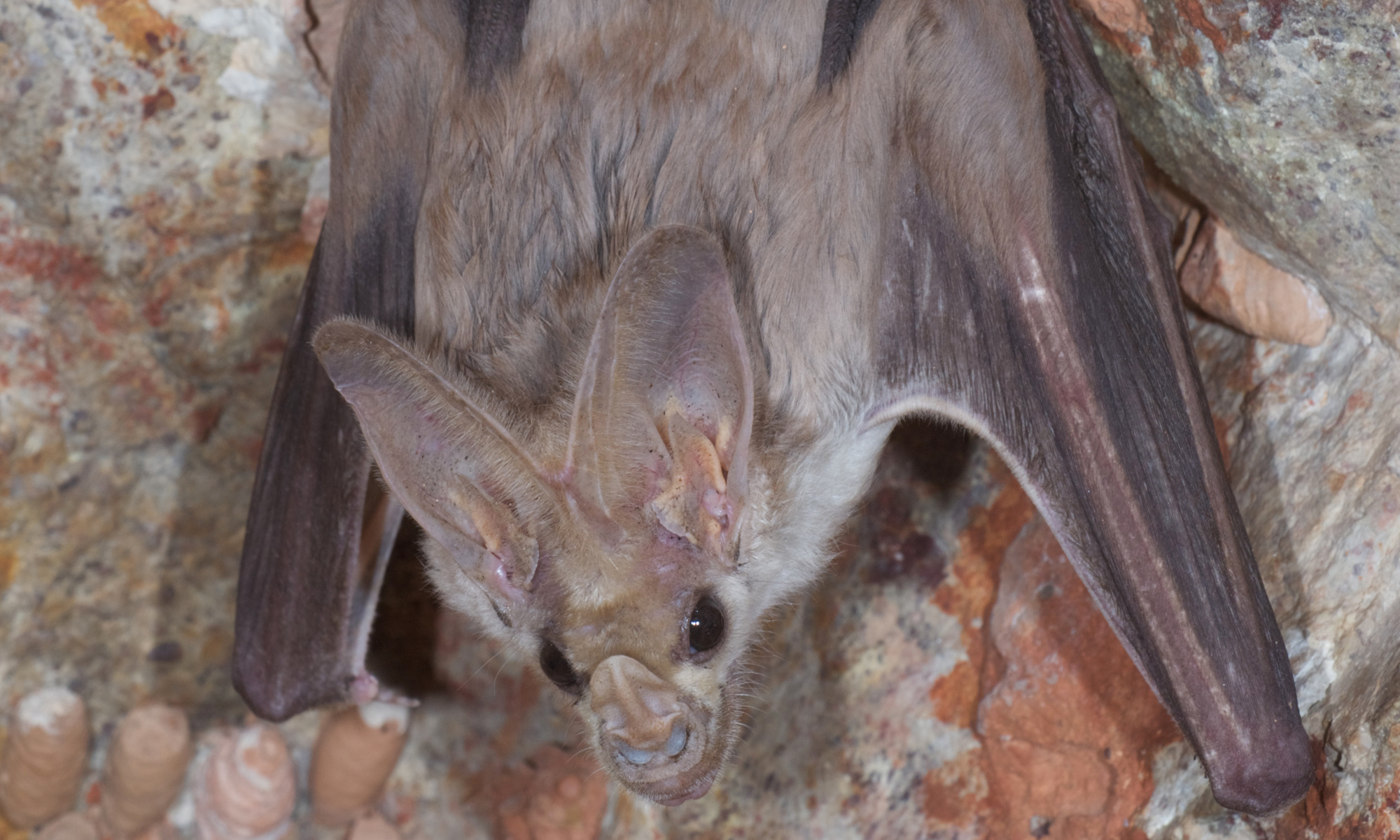 Ghost bat - All About Bats