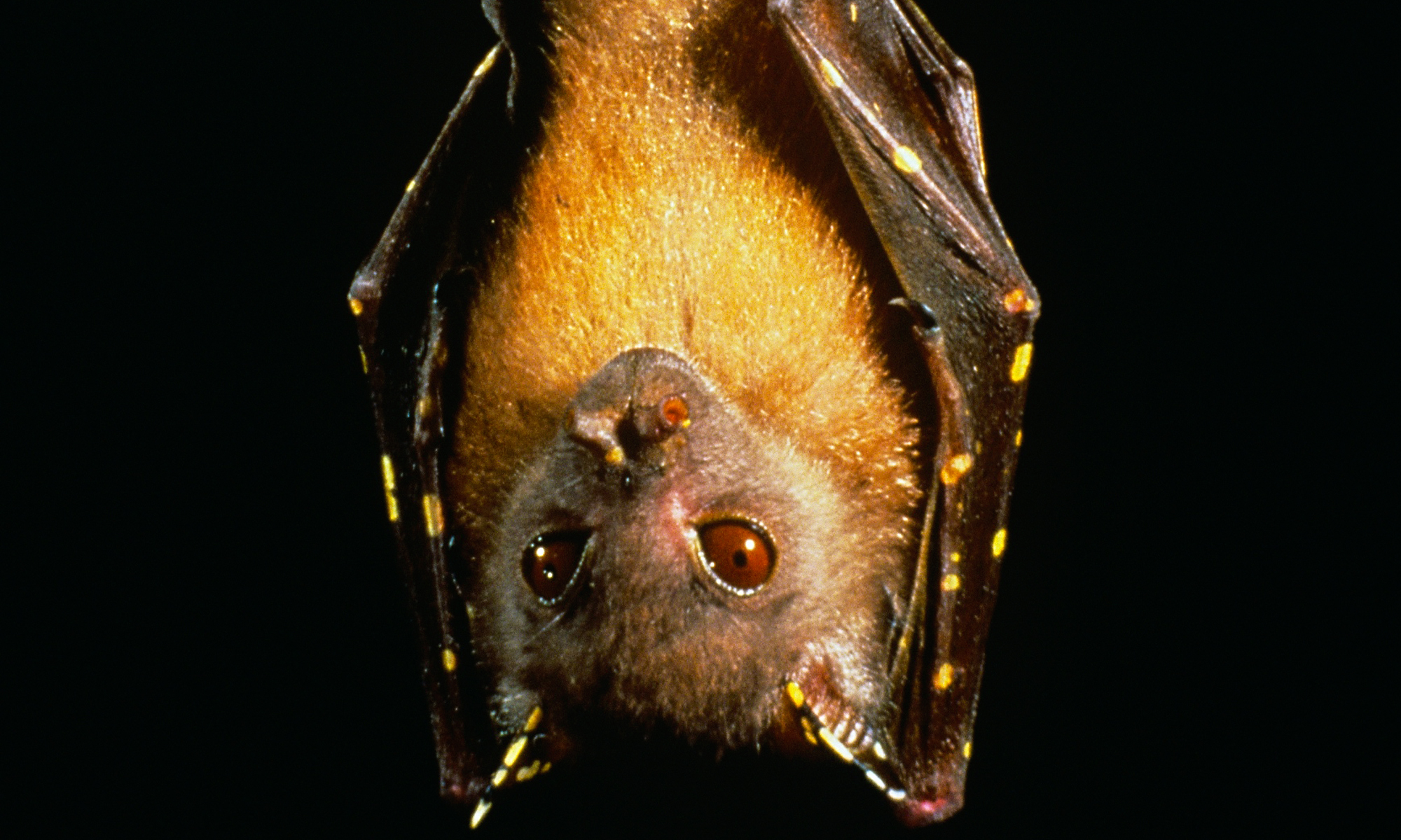 Queensland Tube-Nosed Fruit Bat