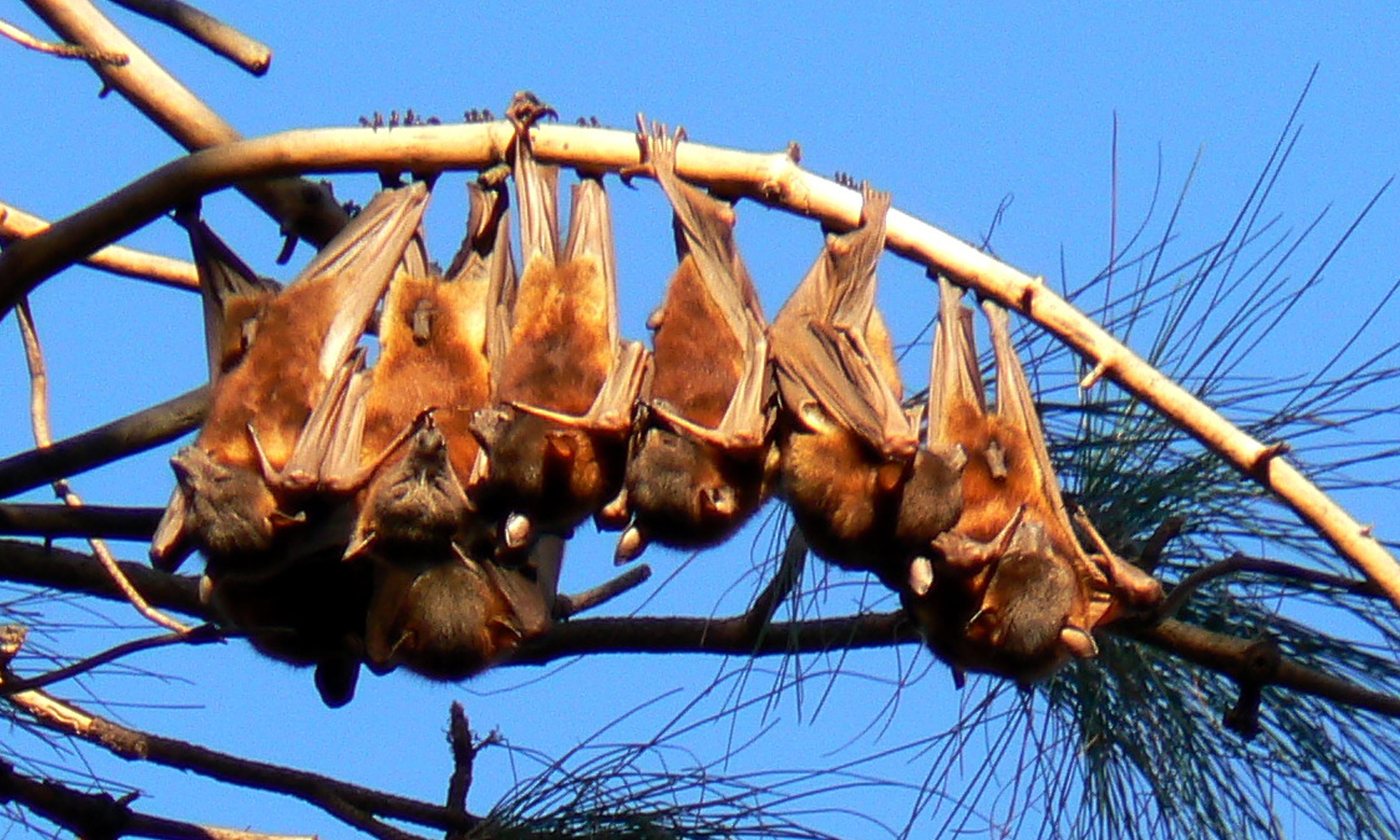 Study flying-foxes