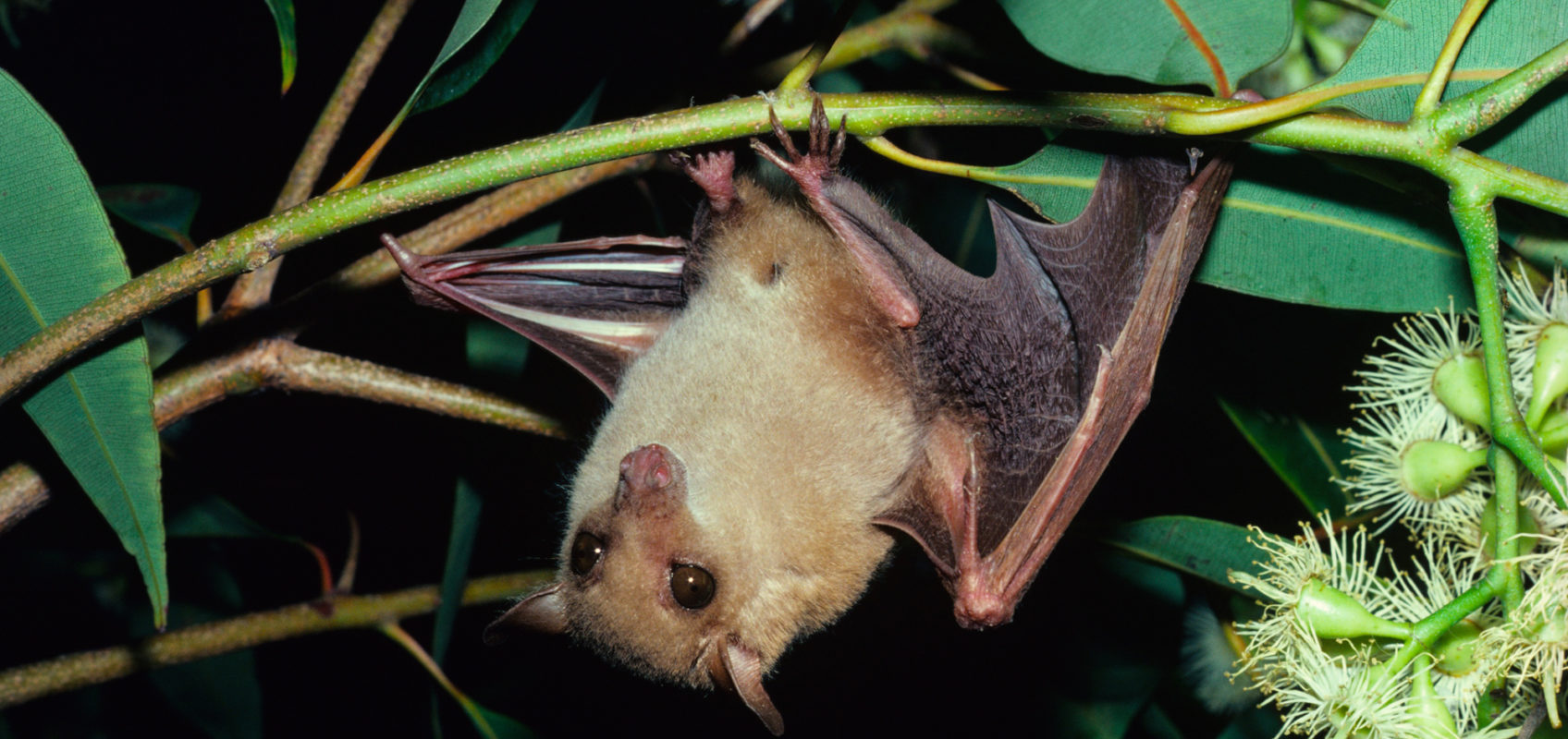 Common blossom bat All About Bats