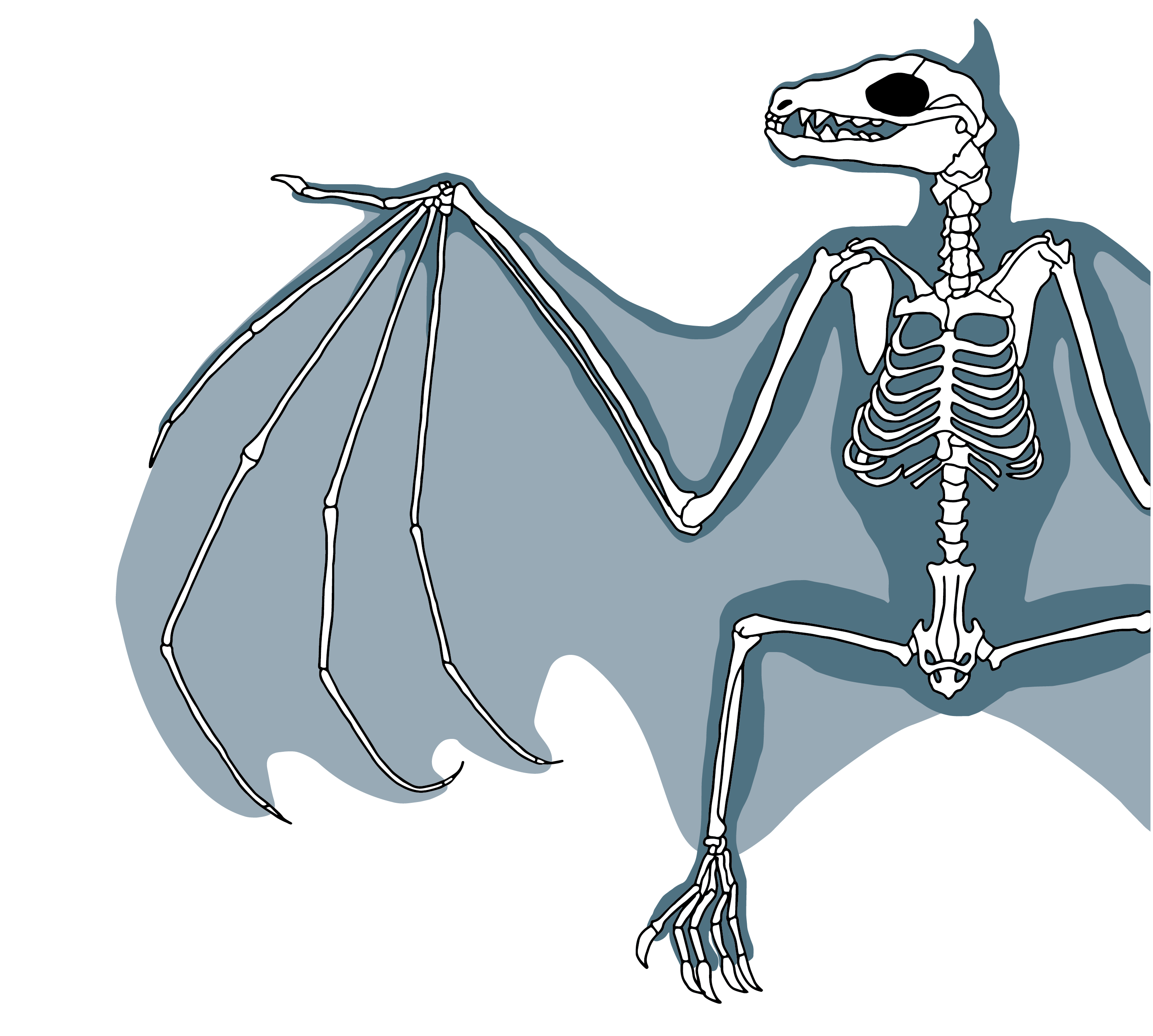 Bat Skeleton Diagram © Kelly Coleman