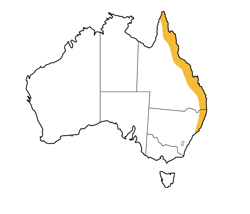 Common blossom bat All About Bats