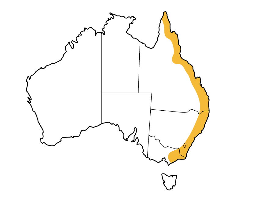 Eastern horseshoe bat All About Bats