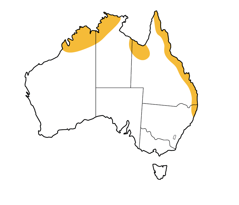 Eastern long-eared bat - All About Bats