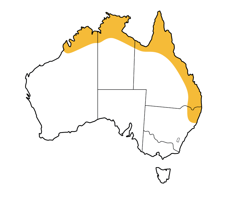Hoary wattled bat All About Bats
