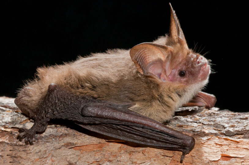 Evening Bats All About Bats