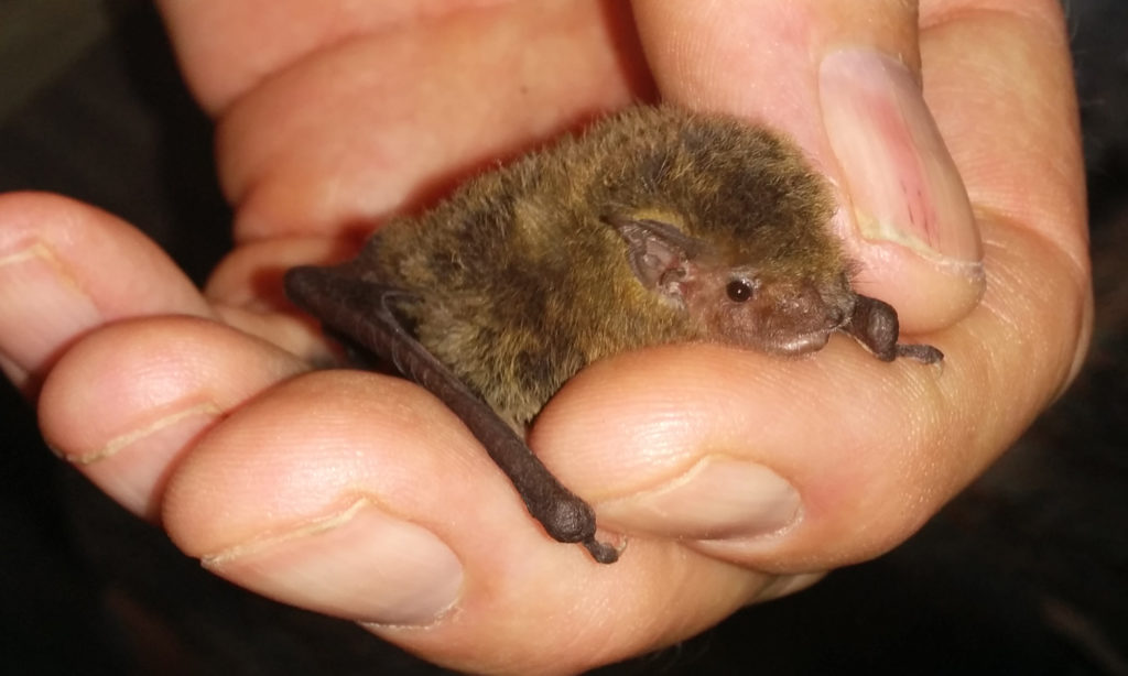 Microbats Archives All About Bats