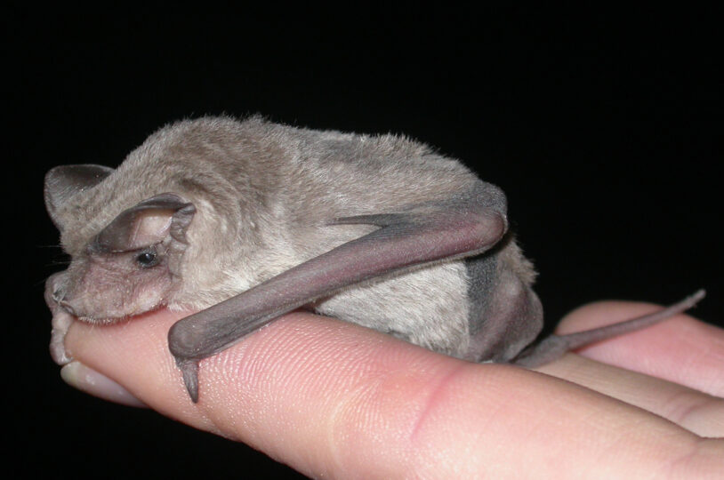 Microbats Perth Micro-bats - All About Bats